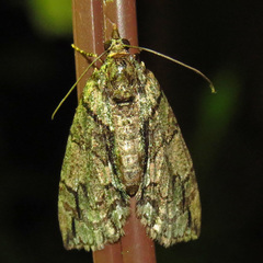 Hydriomena pluviata