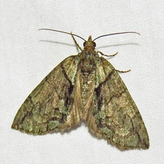 Hydriomena pluviata