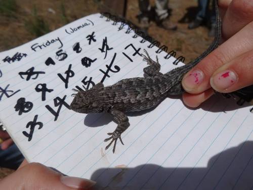 iNaturalist observation photo of Western Fence Lizard