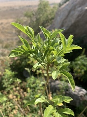Heteromorpha arborescens