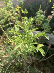 Heteromorpha arborescens