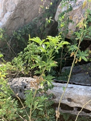 Heteromorpha arborescens