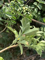 Heteromorpha arborescens