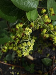 Abutilon virginianum