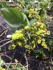 Abutilon virginianum