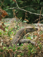Varanus bengalensis