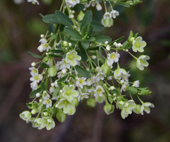 Phyllanthus calycinus