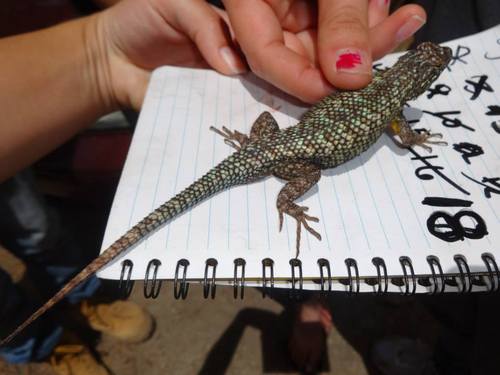 iNaturalist observation photo of Western Fence Lizard