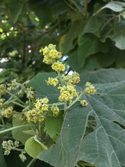 Abutilon virginianum