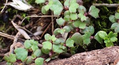Hydrocotyle callicarpa