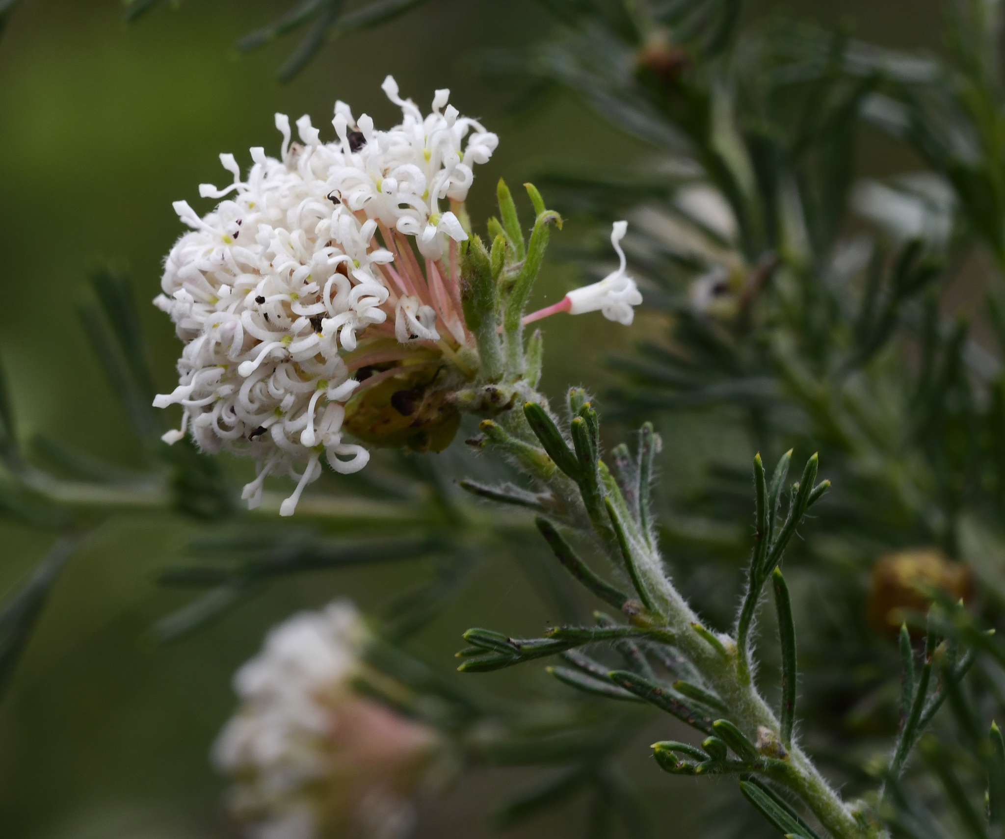 Grevillea crithmifolia