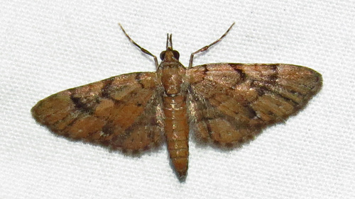 Eupithecia peckorum Heitzman & Enns, 1977