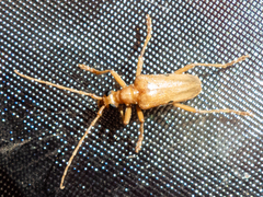 Centrodera dayi