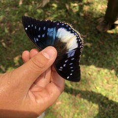 Charaxes cithaeron