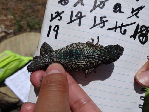 iNaturalist observation photo of Western Fence Lizard