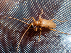 Centrodera dayi