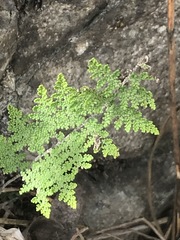 Myriopteris myriophylla