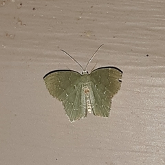 Chloropteryx tepperaria