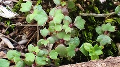 Hydrocotyle callicarpa