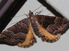 Chrysolarentia lucidulata