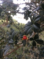 Trichilia triacantha