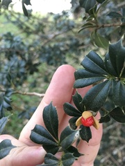 Trichilia triacantha