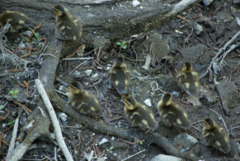 Anas platyrhynchos