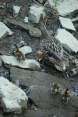 Anas platyrhynchos