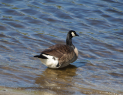 Branta canadensis