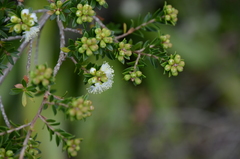 Sannantha tozerensis