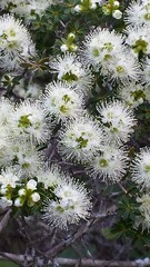 Sannantha tozerensis