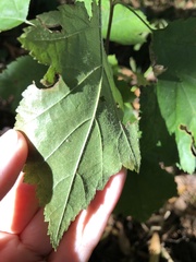 Torminalis glaberrima