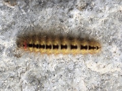 Acronicta euphorbiae