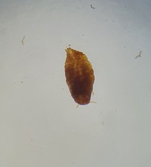 Eriococcus orariensis
