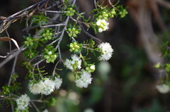 Sannantha tozerensis