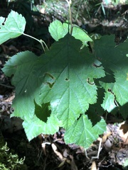 Torminalis glaberrima