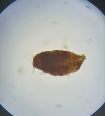 Eriococcus orariensis