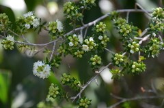 Sannantha tozerensis