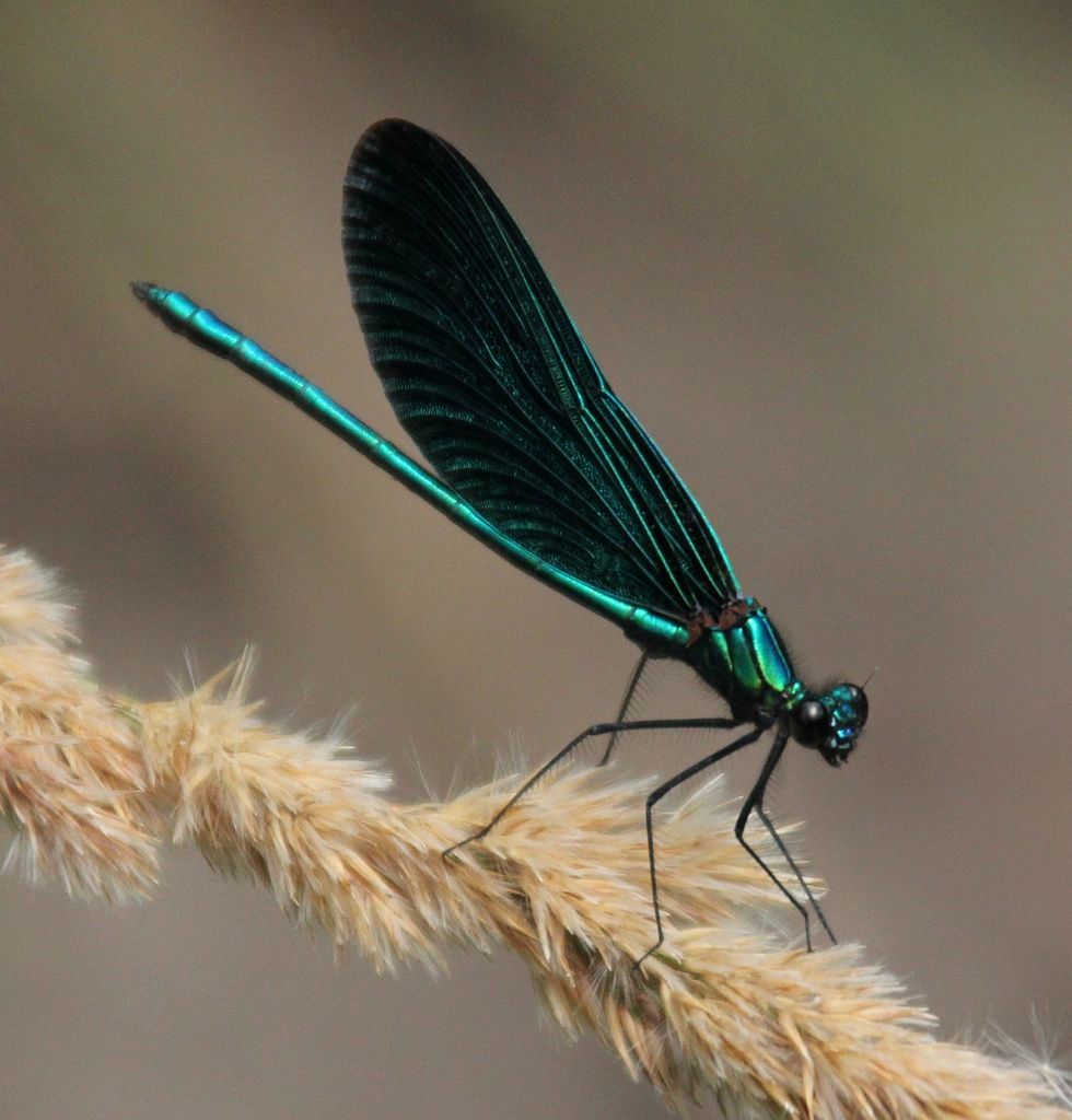 Caloptéryx vierge (Libellules et demoiselles de Belgique) · iNaturalist