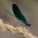 Beautiful Demoiselle - Photo (c) Norbert Sauberer, some rights reserved (CC BY-NC), uploaded by Norbert Sauberer