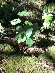 Torminalis glaberrima