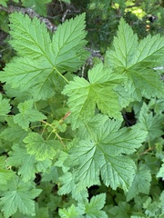 Ribes laxiflorum