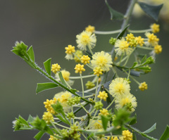 Acacia truncata