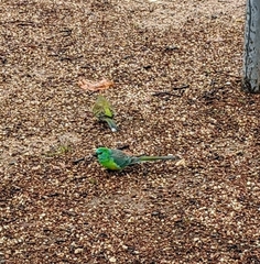 Psephotus haematonotus