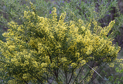 Acacia truncata