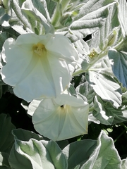 Ipomoea ciervensis