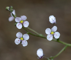 Diplopeltis huegelii