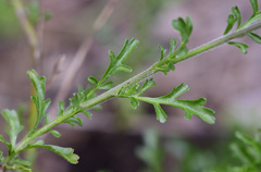 Diplopeltis huegelii