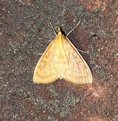 Ostrinia obumbratalis