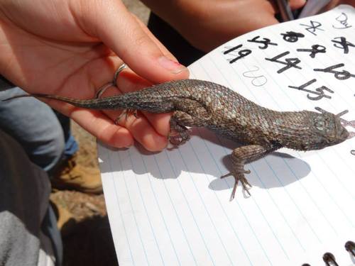 iNaturalist observation photo of Western Fence Lizard